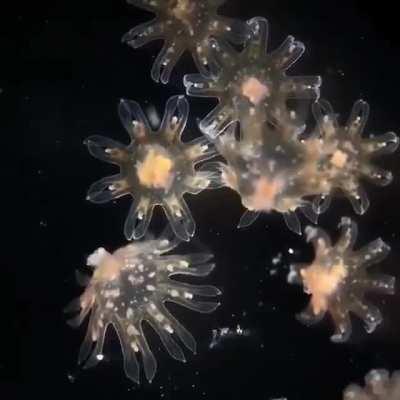 Baby jellyfish under a microscope