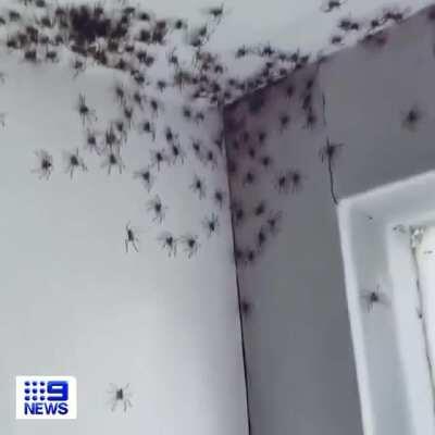 Mother finds spiders in her daughter's bedroom in NSW, Australia