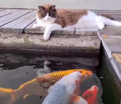 Cat vs Fishes