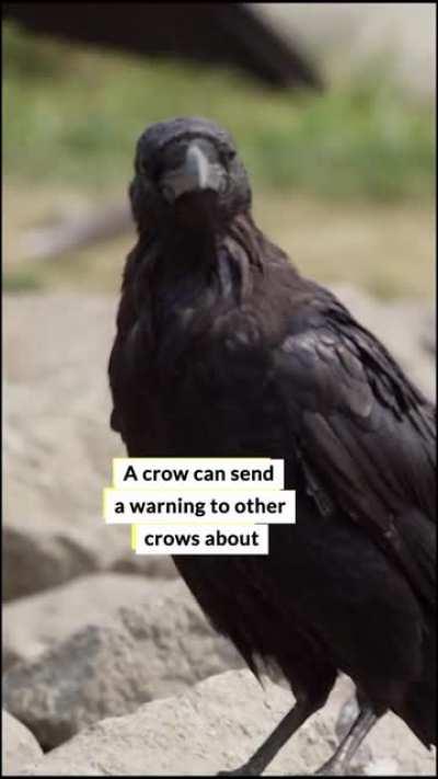 Crows are fascinating