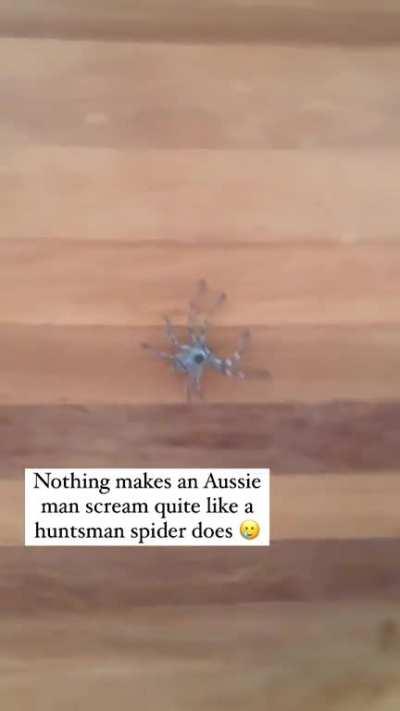 to chase the spider out of the house...