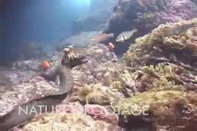 Underwater rodeo: Octopus rides a moray eel like a bull as the eel twists and turns every which way attempting to eat him