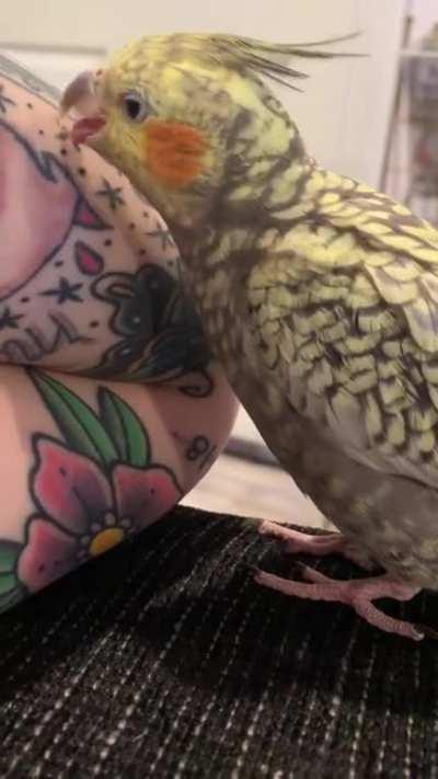 Anyone’s birdy friend like their tattoos?