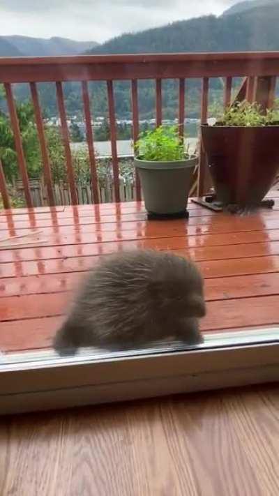 Neighbor poking into my friend’s living room.