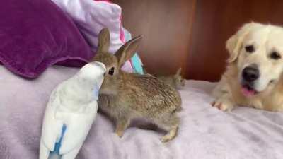 Budgie🦜 encounters Bunnies🐇