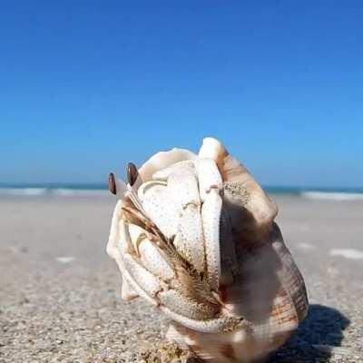 The simple life of a hermit crab