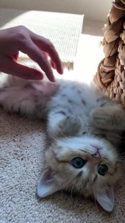 Little belly rubs