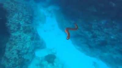 What to do if approached by a highly venomous sea snake