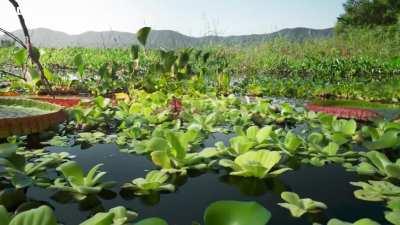 Timelapse of a Giant Lily Pad taking over a lake.