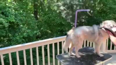 Siberian Husky Gets Ready for Summer