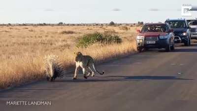 🔥 Leopard versus Porcupine