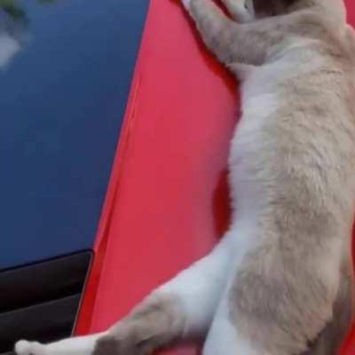 Sleeping cat performs a stupendous sports car burnout!