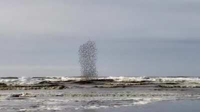 Murmuration of Sandpipers