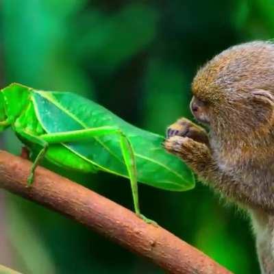 This Pygmy marmoset being fascinated by a leaf insect.