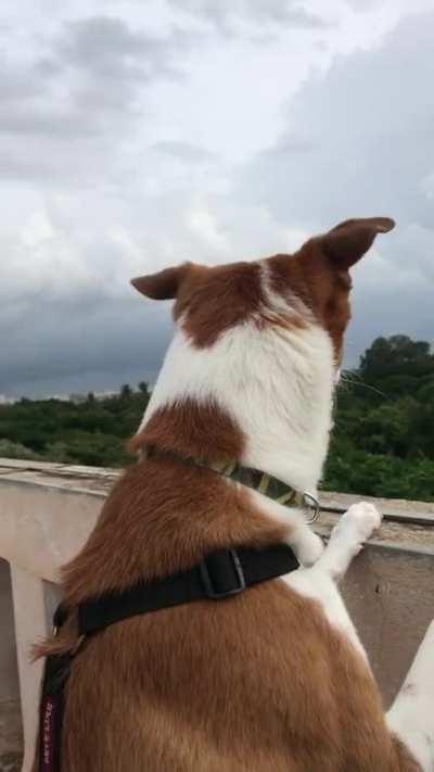 Pan enjoying a breezy day