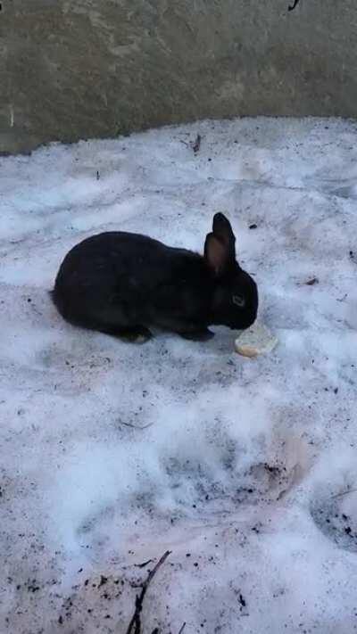 black downtown rabbit wonder if its the bunny from watership down :)