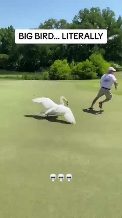 The bird said fuck this golfer