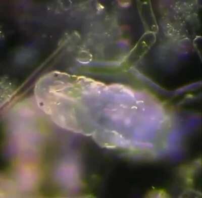 Microscopic tardigrade walking through algae