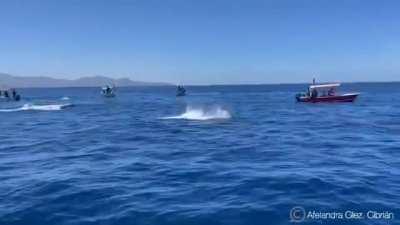 Orca slams into a dolphin mid-air while hunting them