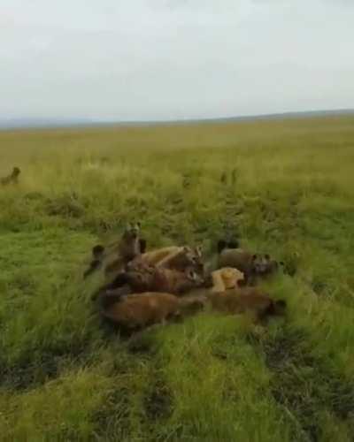 Lioness being attacked by a hyena clan is rescued by her pride!