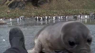 A baby elephant seal checking out a wildlife photographer