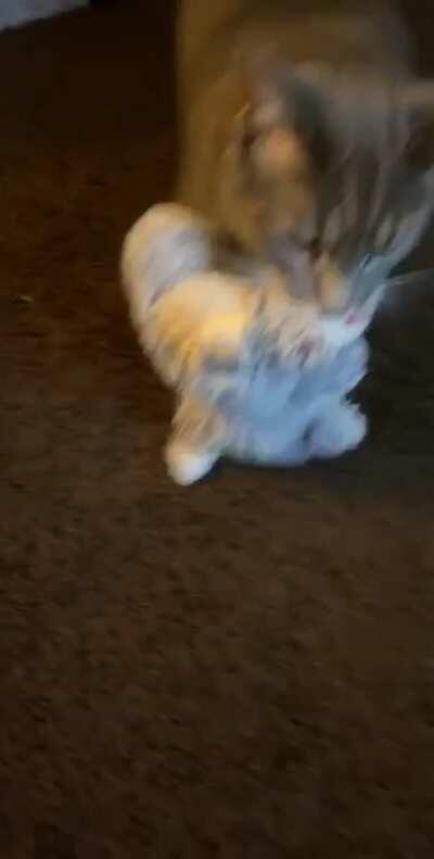 Finn loves his stuffed koala. He’s had it since he was 4 weeks old and it makes him happy so he brings it to me any time I’m sad.