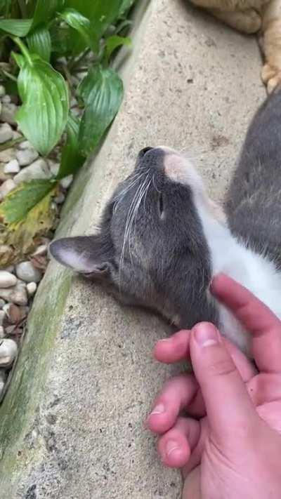 Cat loves a neck a nice rubbing