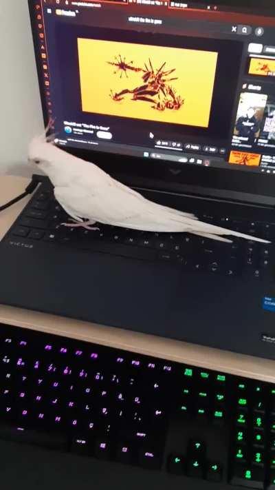 u/italianmoment she jumps on the spacebar and refuses to leave untill the song finishes