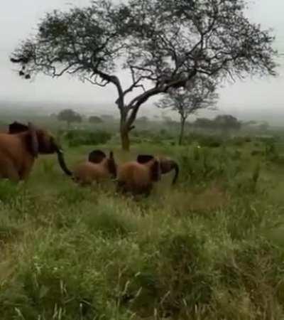 Silly Baby Elephants