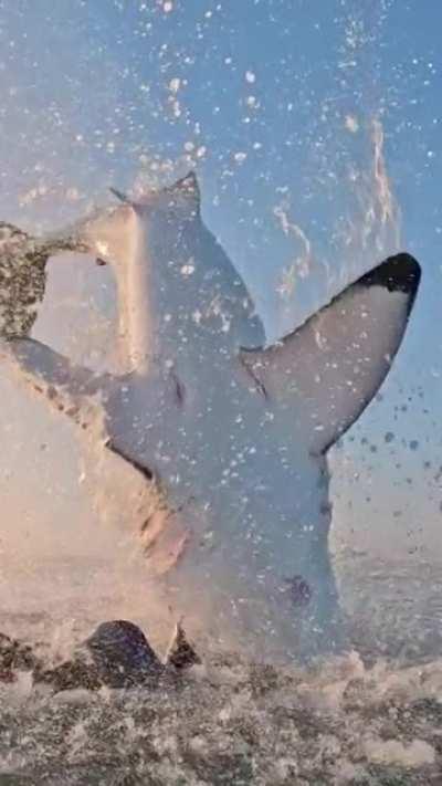 Using a decoy seal to capture shark attack