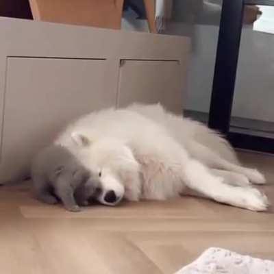 Fluffy kitten loves his even fluffier dog friend/pillow.