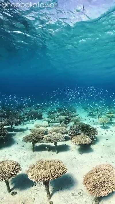 🔥 A coral forest - Okinawa Island, Japan