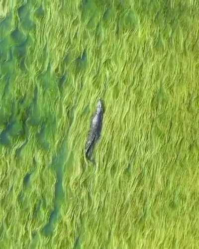 This saltwater croc swimming among seagrass