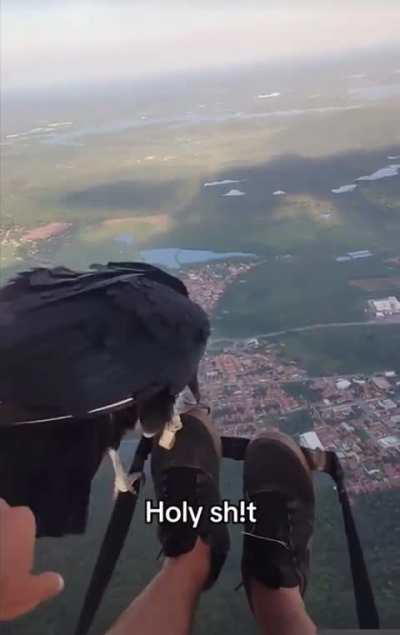 Man pets vulture