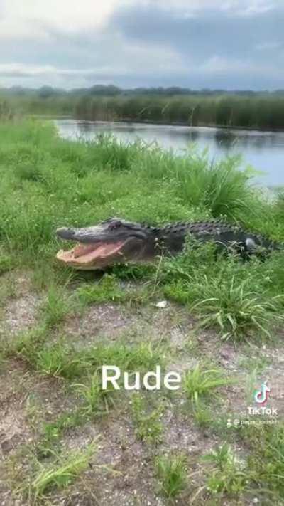 the alligator got offended