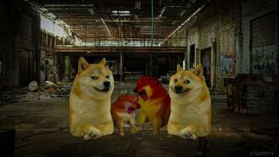 Le two shiba one cup has arrived