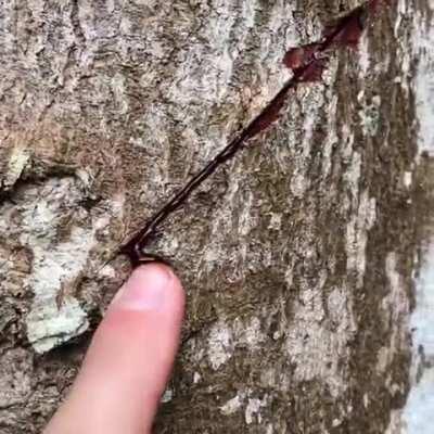 The Dragon blood tree appears to bleed due to its blood like sap