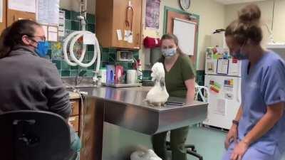 He is Dydney, a male umbrella cockatoo socializing with Vet Hospital Staff