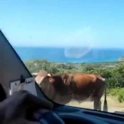 Smart cow