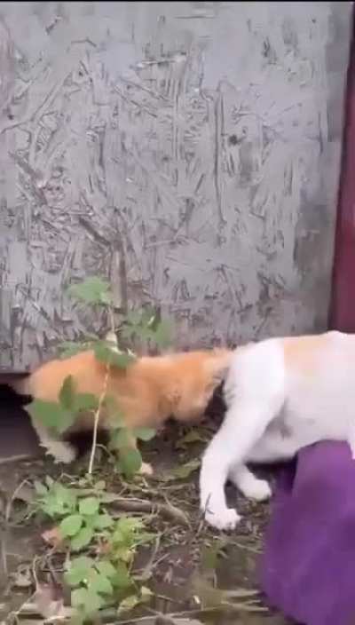 Mama cat introduces her kitten to her best friend