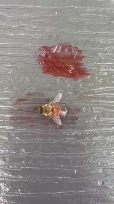 Bee sucking up Hawaiian ice syrup and turning red