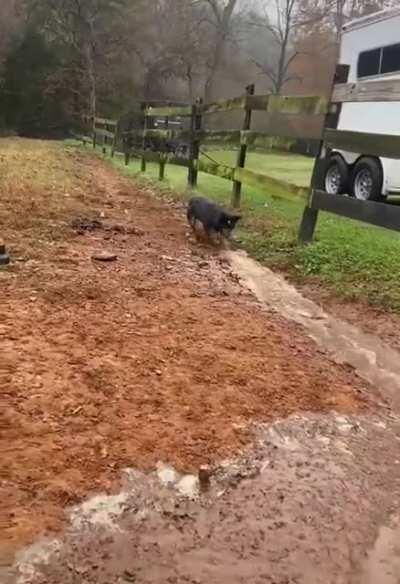 Behold the irrigation shepherd at work.