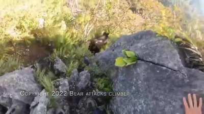 Rock Climber Fights Off Bear Attack