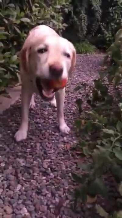 this dog eating a tomato