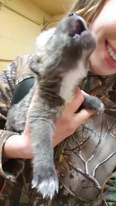 Wolf pup howling for the first time