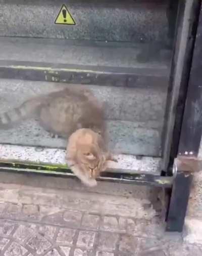 Cat goes through a small hole