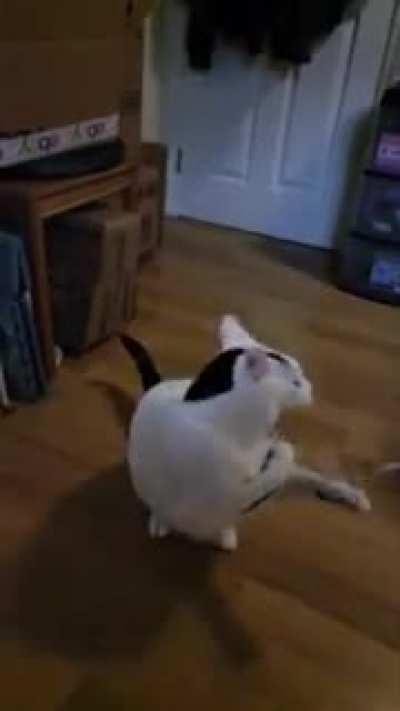 Cat trying to catch a shoelace in slow motion