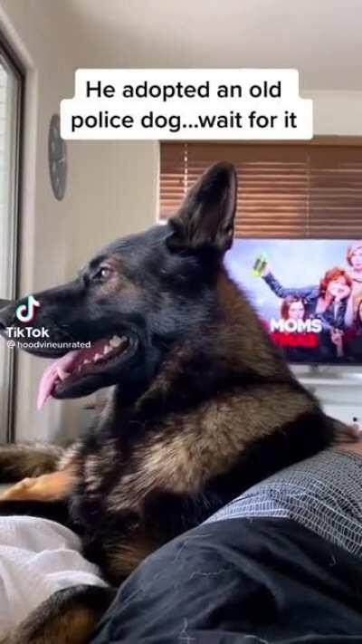 Adopting a police dog