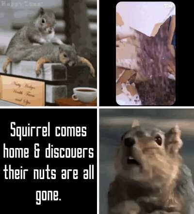 Squirrel Story