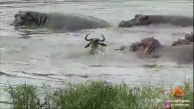 🔥 Gang of Hippos save Wildebeest from Crocodiles (from LatestSightings at Kruger National Park)